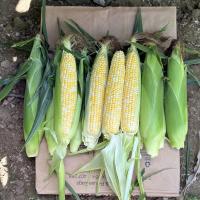 Shipper Globetrotter Crookham Sweet Corn Seeds
