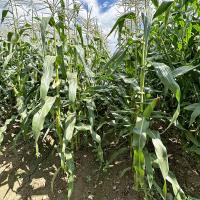 Shipper Globetrotter Crookham Sweet Corn Seeds