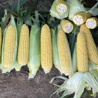 CHYP19-1531 Landcruiser Processor Crookham Sweet Corn Seed