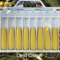 CHYP19-1531 Landcruiser Processor Crookham Sweet Corn Seed