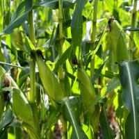 CSHYP17-1231 Sweet Corn Processor Crookham Company Seed
