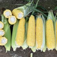 CSHYP17-1231 Sweet Corn Processor Crookham Company Seed