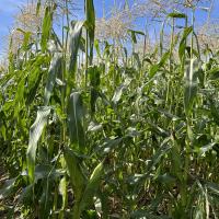 CSHYP17-1231 Sweet Corn Processor Crookham Company Seed