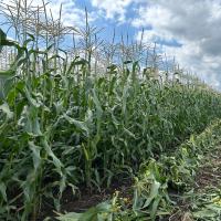 CSHYP17-1231 Wisconsin Strongheart Sweet Corn Processor Crookham Company Seed
