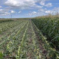 CSHYP17-1231 Wisconsin Strongheart Sweet Corn Processor Crookham Company Seed