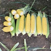 CSHYP17-1231 Sweet Corn Processor Crookham Company Seed