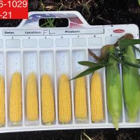 Triple Threat_CSHYP16-1029 Crookham Sweet Corn Seed