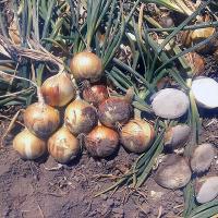 Delightful OIYS15-0092 Intermediate Onion Crookham Seed