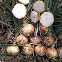 Delightful OIYS15-0092 Intermediate Onion Crookham Seed