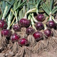 Crookham Onion Seed Red Ranger 15-1041