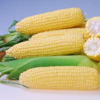 Fortitude Ears on Table Sweet Corn Processor Crookham Seed Company