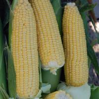 Fortitude Processor Ears in Field Sweet Corn Crookham Seed Company