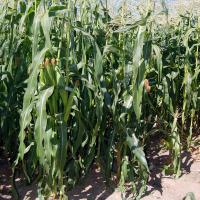 Hardi GI5 Crookham Sweet Corn Processing Seed ears in field