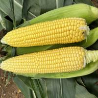 Australia Samsun Ears in Field Crookham Sweet Corn Seed