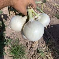 OIWS15_5000 White Summit Intermediate Crookham Onion Seeds