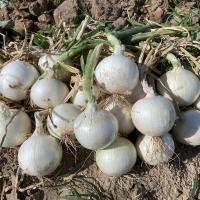 OIWS15_5000 White Summit Intermediate Crookham Onion Seeds