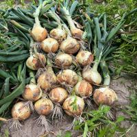 Georgia Onion 4021 Crookham Company Onion Seed 2024
