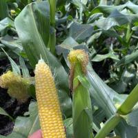 ZHY4944OD Duration Shipper Yellow Sister to Globetrotter Crookham Sweet Corn Seed