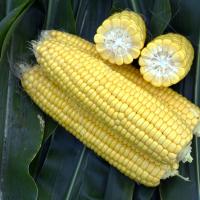 ZHY4944OD Duration Yellow Sister to Globetrotter Crookham Sweet Corn Seed
