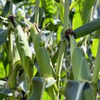 ZHY4944OD Duration Yellow Sister to Globetrotter Crookham Sweet Corn Seed