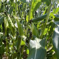 ZHY4944OD Duration Shipper Yellow Sister to Globetrotter Crookham Sweet Corn Seed