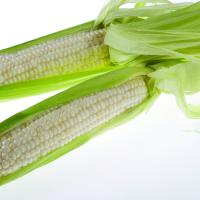 CSYWF7-260 Silver Duchess Synergistic Crookham Sweet Corn Seed