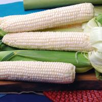 CSYWF7-260 Silver Duchess Synergistic Crookham Sweet Corn Seed