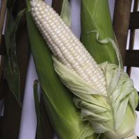 CSYWF7-260 Silver Duchess Synergistic Crookham Sweet Corn Seed