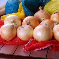 Delightful OIYS15-0092 Intermediate Onion Crookham Seed