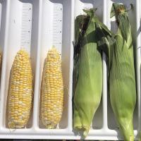 Crookham Company Fresh Market Sweet Corn Pot of Gold sh2i