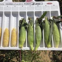 Crookham Company Fresh Market Sweet Corn Pot of Gold sh2i