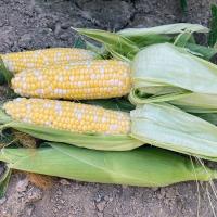 Crookham Company Fresh Market Sweet Corn Pot of Gold sh2i