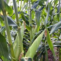 Sweet Corn Processor Impress_Seed Ears in Field Crookham Company