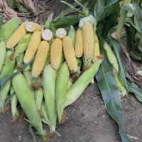 Sweet Corn Processor Impress_Seed Ears in Field Crookham Company