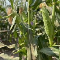 Crookham Sweet Corn Processor Seed Ears in Field ZHY5233  