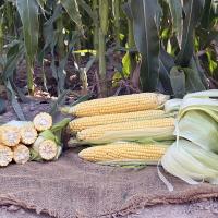 ZHY5233 Crookham Sweet Corn Processor Seed Ears in Field ZHY5233 