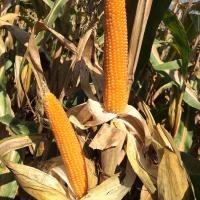 R427 Robust Hungary Popcorn Double Ears in Field Irrigated Crookham Company Seed