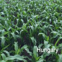 R427 Robust Hungary Popcorn Double Ears in Field Irrigated Crookham Company Seed