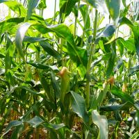 Ears on Plant Kristine Sweet Corn Crookham Company 