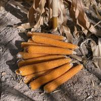 R427 Robust Hungary Popcorn Harvested Ears in Field Irrigated Crookham Company Seed