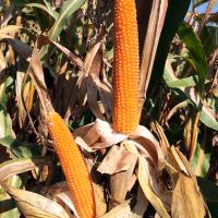 R427 Robust Hungary Popcorn Double Ears in Field Dryland Crookham Company Seed