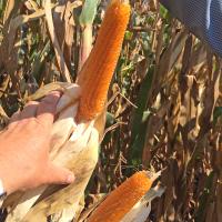 R427 Robust Hungary Popcorn Double Ears in Field Irrigated Crookham Company Seed