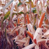 R427 Robust Hungary Popcorn Double Ears in Field Irrigated Crookham Company Seed