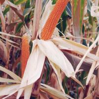 R427 Robust Hungary Popcorn Double Ears in Field Irrigated Crookham Company Seed