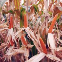 R427 Robust Hungary Popcorn Double Ears in Field Irrigated Crookham Company Seed