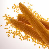 Ears on Light Table R427 Robust Popcorn Crookham Company Seed
