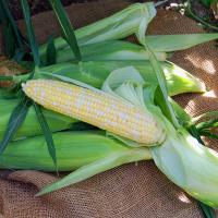 sh2i Nirvana Series Solstice Sweet Corn Seed Crookham Company