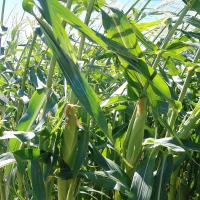 Enterprise Sweet Crookham Company Corn Processor Seed Crookham Company ears in field