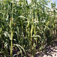 Enterprise plants in field Crookham Company Sweet Corn Processor Seed 