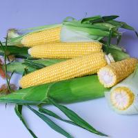 Enterprise Crookham Company Sweet Corn Processor Seed  